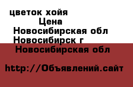 цветок хойя  dapple grey › Цена ­ 150 - Новосибирская обл., Новосибирск г.  »    . Новосибирская обл.